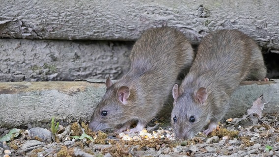Zwei Ratten auf Futtersuche, dahinter Baumstämme. © Colourbox Foto: Philip Bird