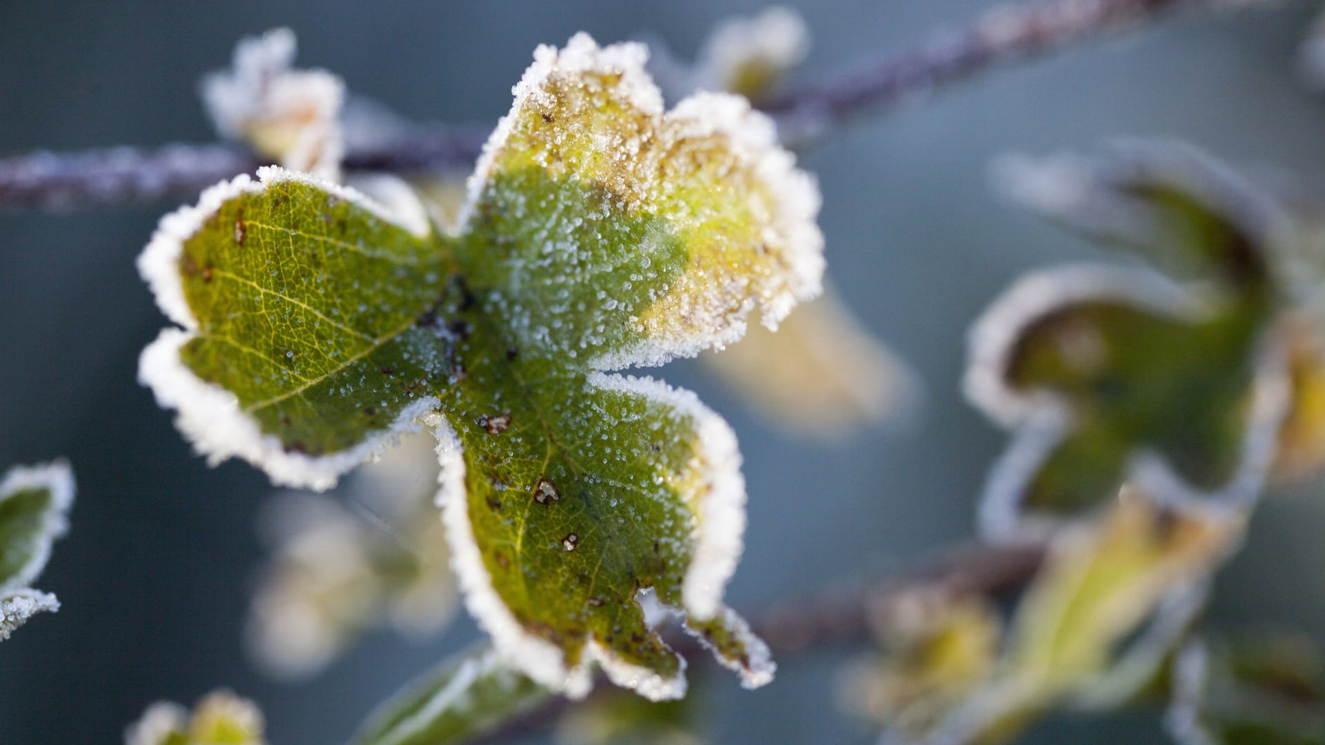 Raureif auf einem Blatt (Symbolfoto): Die Tage werden frühsommerlich warm, in den Nächten hingegen wird Frost erwartet.