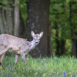 Symbolbild: Reh (Capreolus capreolus), männliches Jungtier (Quelle: dpa/Reinhard Hölzl)
