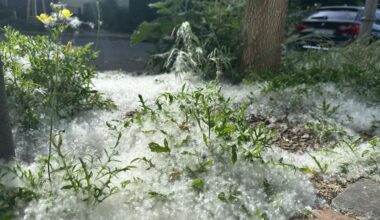 Brandenburg Berlin: Pappelflaum: Sieht aus wie Schnee, brennt wie Zunder