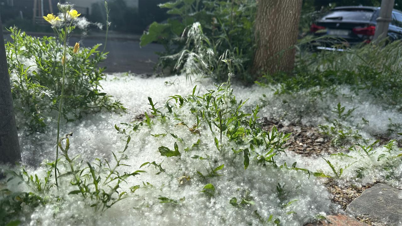 Brandenburg Berlin: Pappelflaum: Sieht aus wie Schnee, brennt wie Zunder