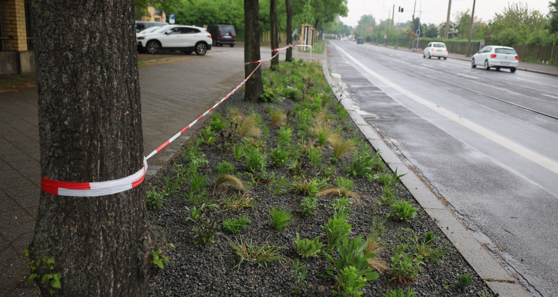 Was steckt hinter den Neupflanzungen auf dem alten Radweg? · Leipziger Zeitung