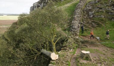 Schuldspruch im Prozess um Fällung von "Robin Hood"-Baum