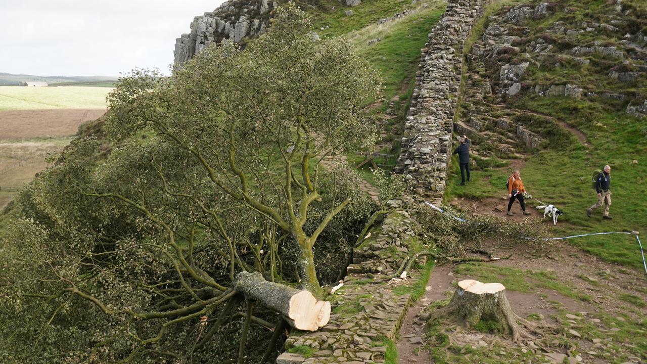 Schuldspruch im Prozess um Fällung von "Robin Hood"-Baum