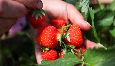 Erdbeeren selbst pflücken Dresden: Adressen und Öffnungszeiten