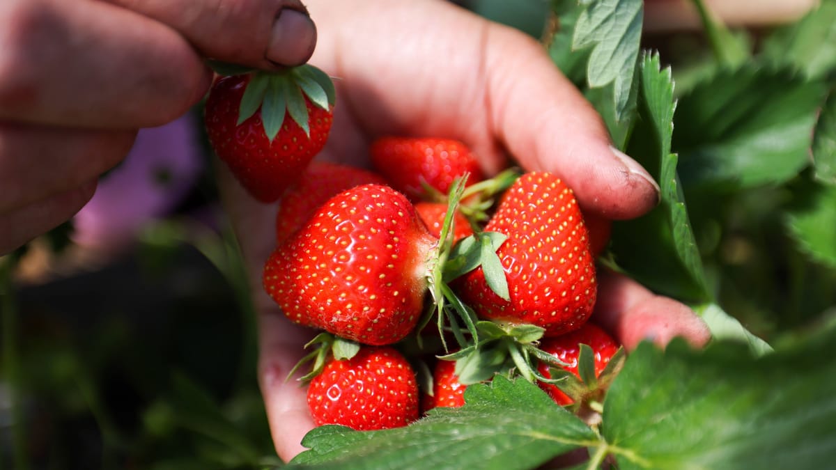 Erdbeeren selbst pflücken Dresden: Adressen und Öffnungszeiten
