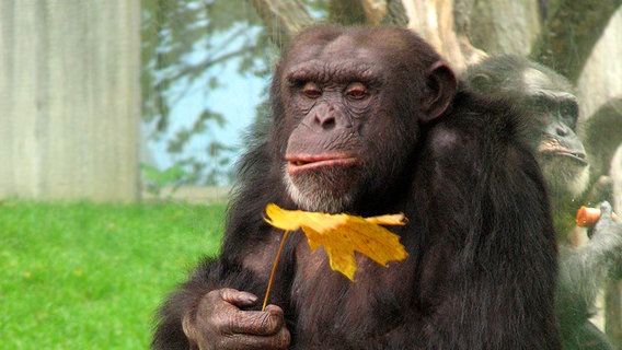 Zwei Schimpansen sitzen Rücken an Rücken in ihrem Gehege. Einer hält ein gelbes Blatt, der andere eine Karotte. © Zoo Hannover 