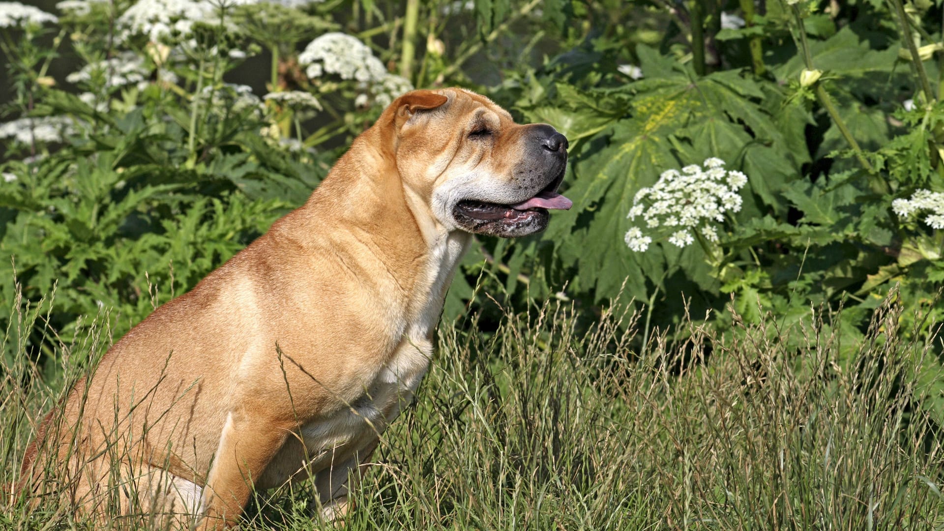 Shar Pei (Symbolbild): Das Tierheim Bremen sucht für zwei Mischlinge neue Halter.