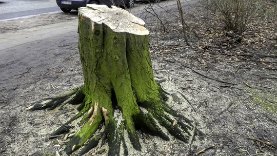 Der Rest eines gefällten Baumes in einer Hamburger Straße. © blickwinkel 