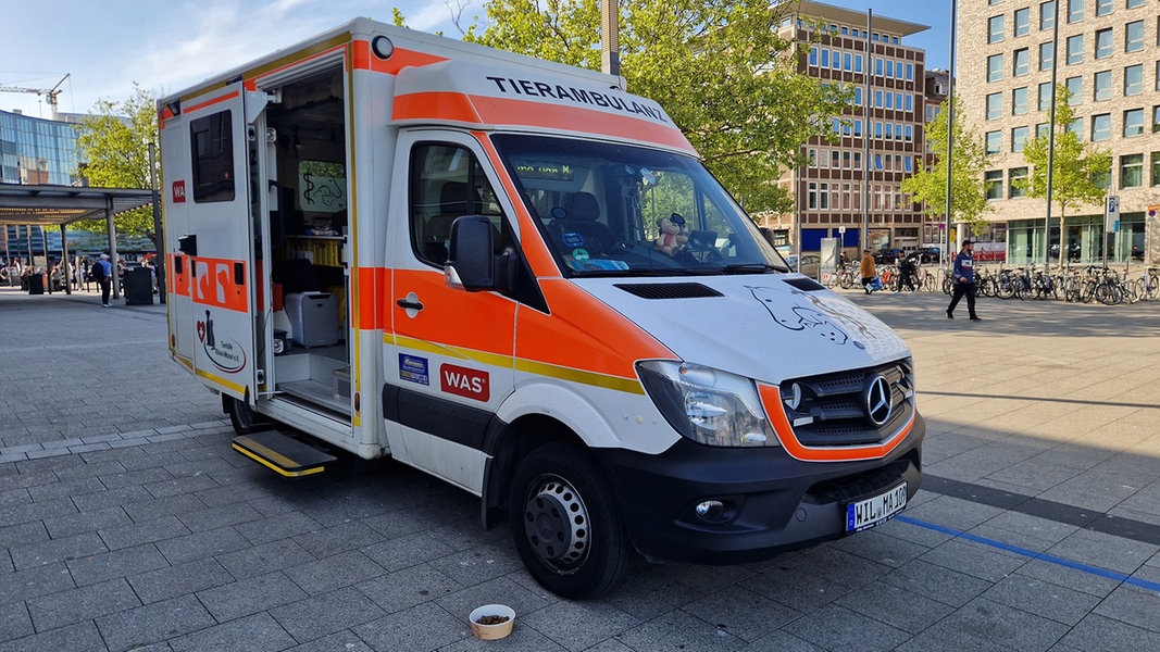 Kostenfreie Behandlung: Mobile Tierambulanz in Kiel unterwegs | NDR.de - Nachrichten