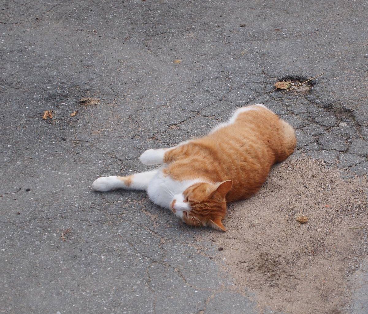 Tierschutzbund in Bonn sorgt sich um Katzen