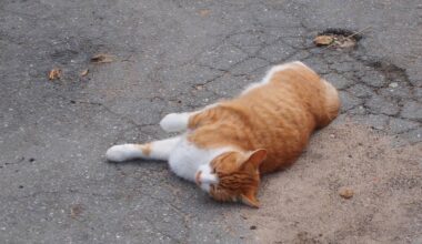 Tierschutzbund in Bonn sorgt sich um Katzen