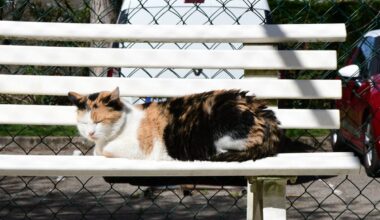 Tierheim Essen vermittelt Katze - plötzlich kommt diese Nachricht