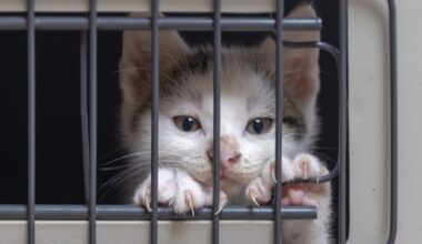 Tierheim Bochum verzweifelt beim Anblick dieser Katzen-Babys