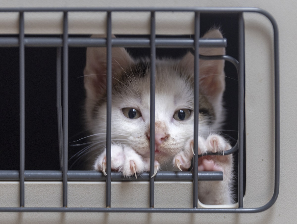 Tierheim Bochum verzweifelt beim Anblick dieser Katzen-Babys