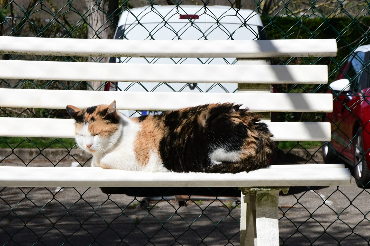 Tierheim Essen vermittelt Katze - plötzlich kommt diese Nachricht