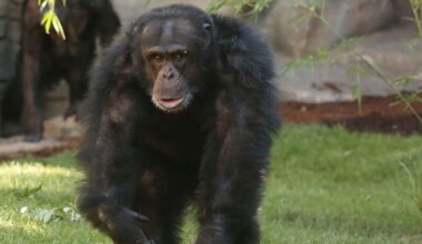 Trauer im Zoo Hannover: Schimpanse "Toto" ist gestorben | NDR.de - Nachrichten - Niedersachsen
