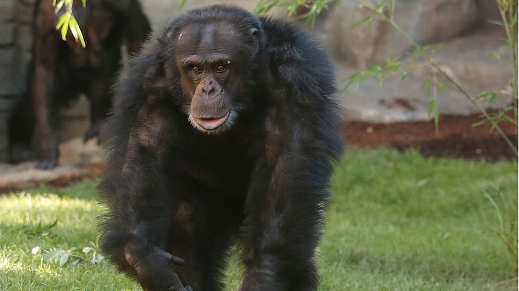 Trauer im Zoo Hannover: Schimpanse "Toto" ist gestorben | NDR.de - Nachrichten - Niedersachsen