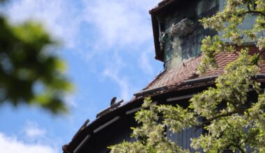 Erster Wanderfalke an der Kaiserburg ausgeflogen – Wochenzeitung Altmühlfranken
