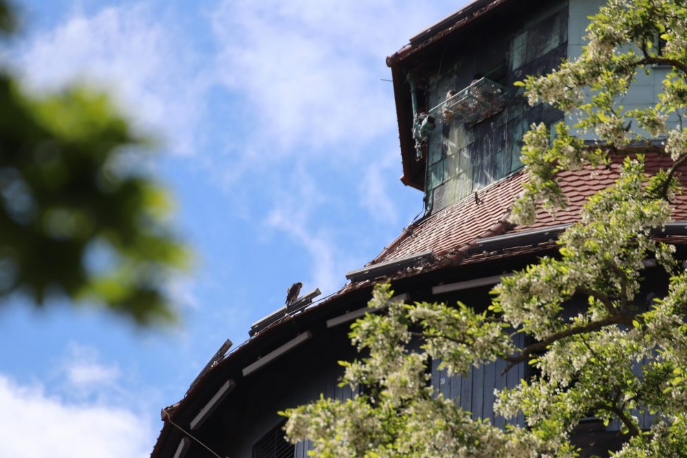 Erster Wanderfalke an der Kaiserburg ausgeflogen – Wochenzeitung Altmühlfranken