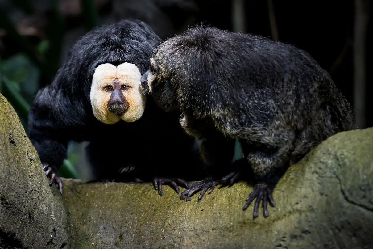 Empörung über Zoo-Besucher in Tschechien