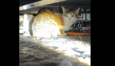 Entlaufene Katze versteckt sich acht Stunden lang