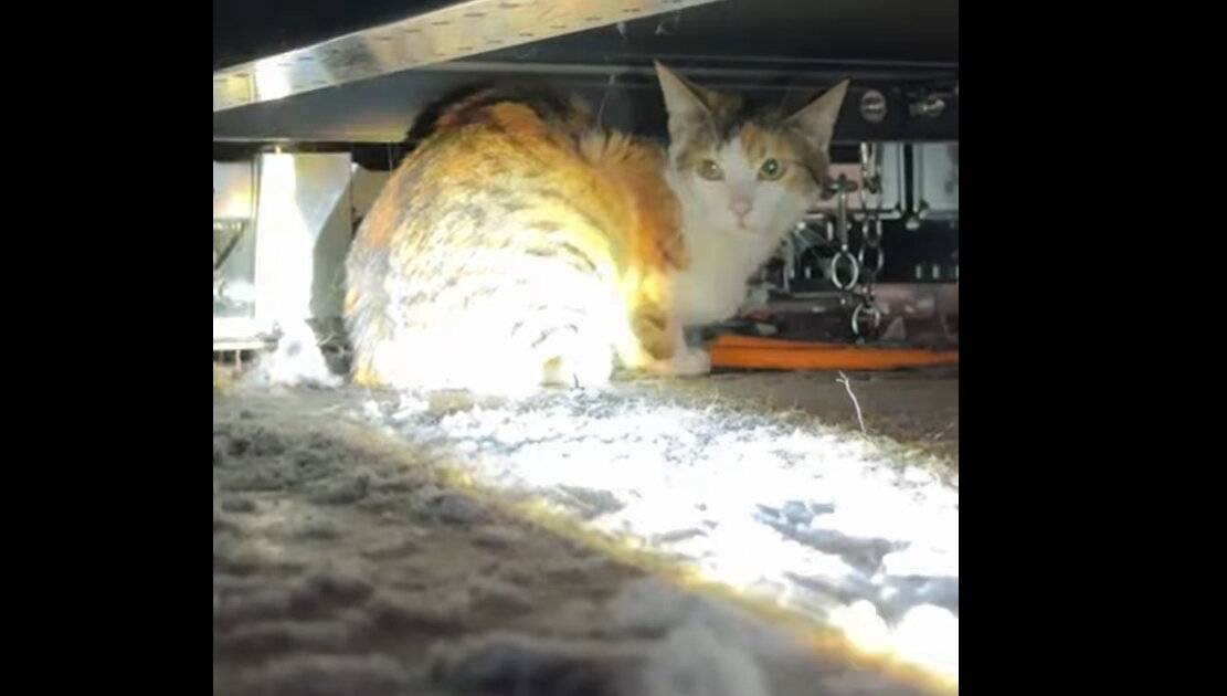 Entlaufene Katze versteckt sich acht Stunden lang