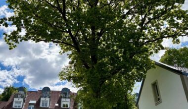 Wenn der Baum neben dem Haus stört