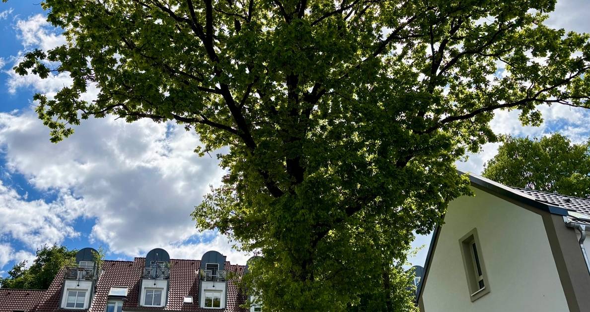 Wenn der Baum neben dem Haus stört