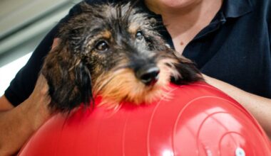 Wo Hunde in Moers zur Physio gehen