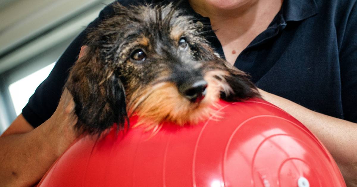 Wo Hunde in Moers zur Physio gehen