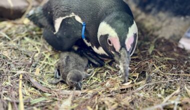 Duisburger Zoo: Brillenpinguine bekommen Nachwuchs