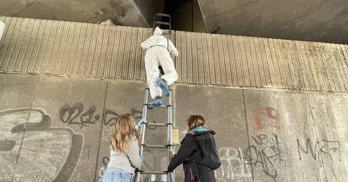 Ehrenamtler kümmern sich um den Taubenschutz