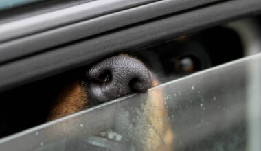 Hund kollabiert in heißem Auto: Rettungseinsatz in Jüchen