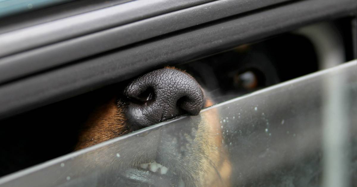 Hund kollabiert in heißem Auto: Rettungseinsatz in Jüchen