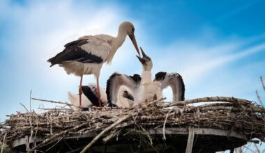 Nest der Störche in der Urdenbacher Kämpe ist leer