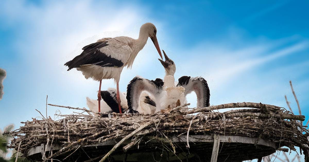 Nest der Störche in der Urdenbacher Kämpe ist leer