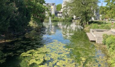 Die Algen sind zurück im Krapps Teich