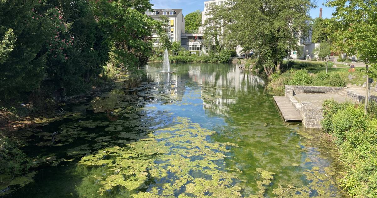 Die Algen sind zurück im Krapps Teich