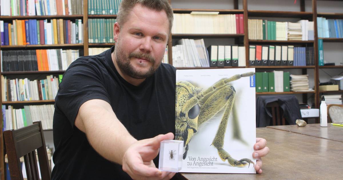 Buch "Von Angesicht zu Angesicht" über heimische Insekten