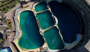 Orcas leben im bereits geschlossenen Meereszoo