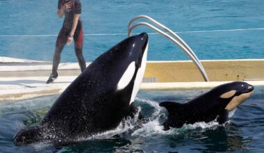 Orcas im Meereszoo in Frankreich – Wohin mit Wikie und Keijo?