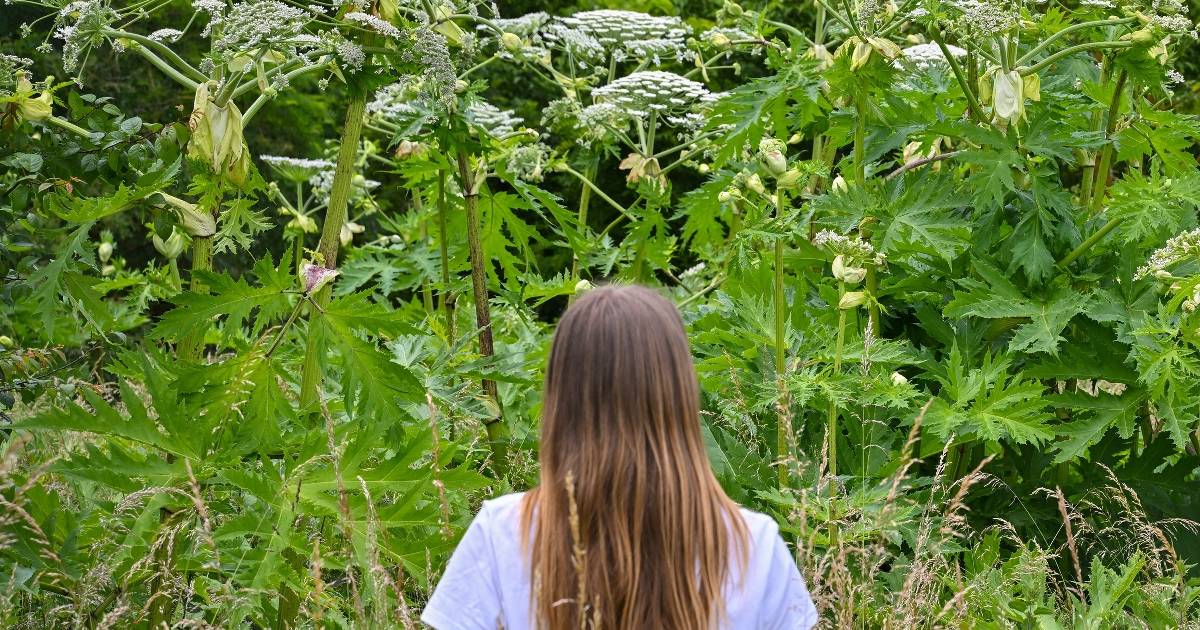 Der Riesenbärenklau ist eine giftige Gefahr