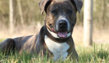 Halterin in Wuppertal von eigenem Hund angefallen