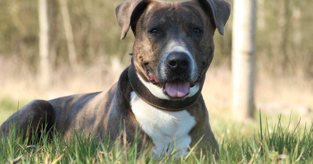 Halterin in Wuppertal von eigenem Hund angefallen