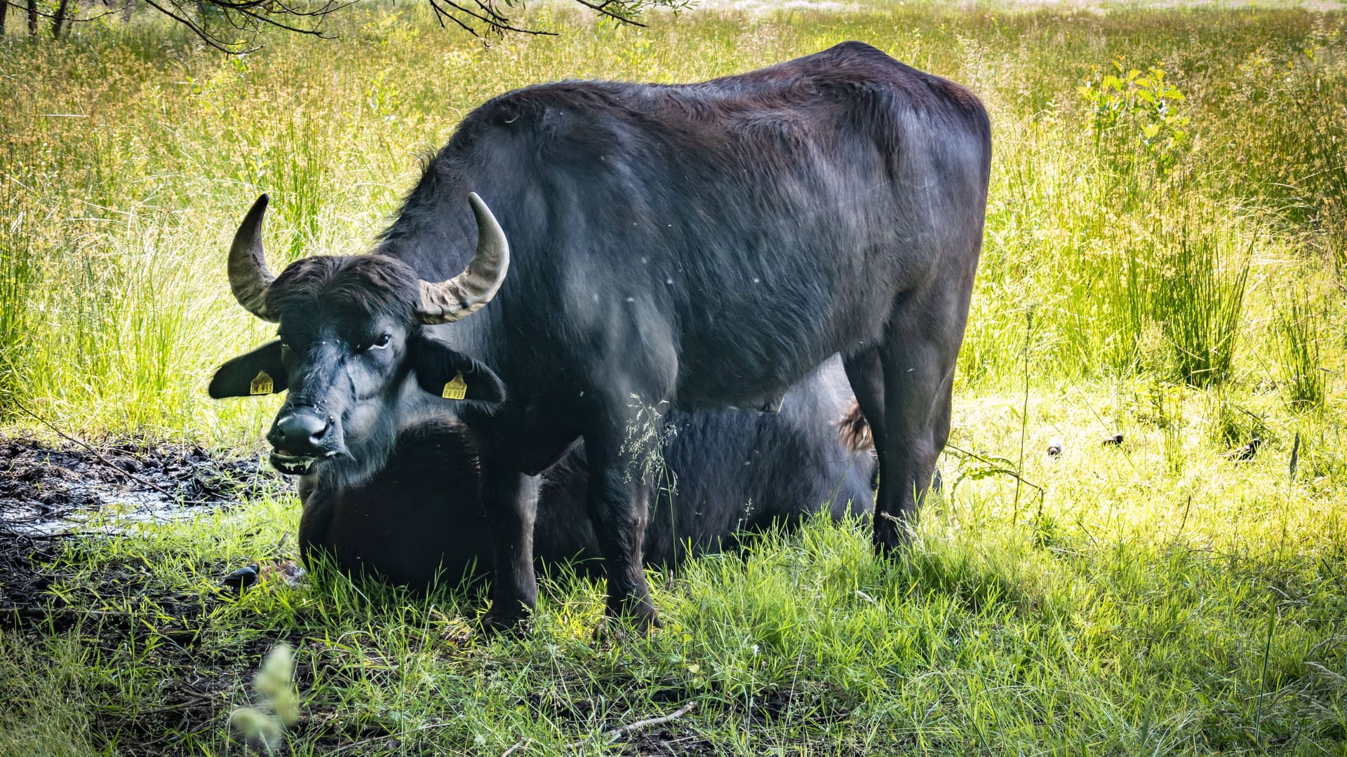 Wasserbüffel im Fließtal (Archivbild): Seit 2015 werden die Tiere hierher gebracht.