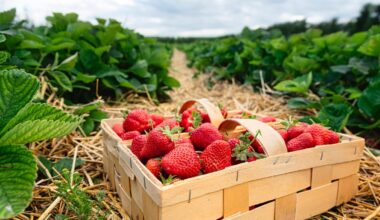 Hier können Sie selbst Erdbeeren pflücken – Start Mitte Mai