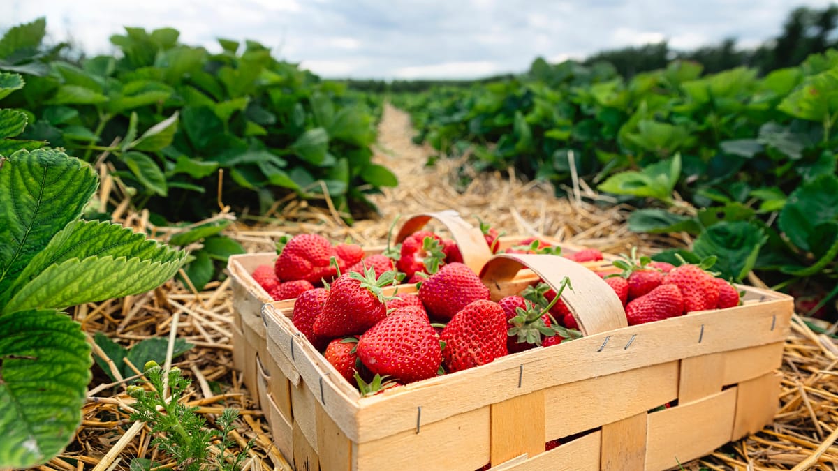 Hier können Sie selbst Erdbeeren pflücken – Start Mitte Mai