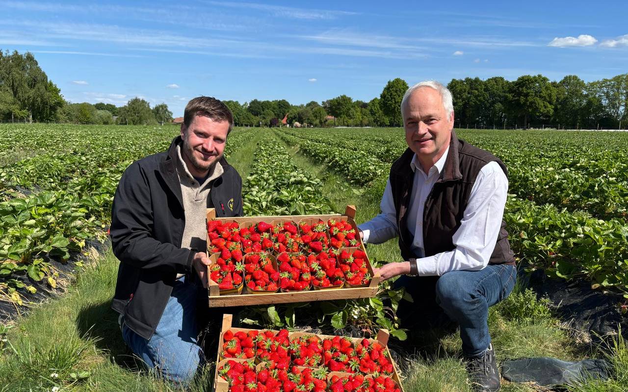 Auf dem Bild sieht man zwei Männer, die auf einem Erdbeerfeld stehen und Erdbeeren in den Händen halten