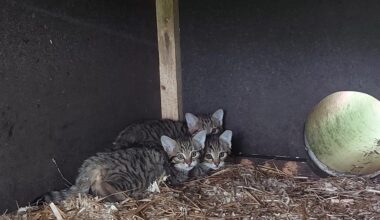 Wildgatter in Chemnitz meldet Drillingsgeburt bei Wildkatzen